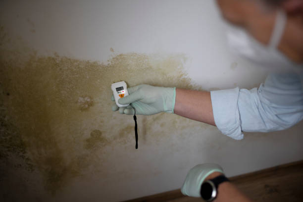 Mold Testing and Removal in Fairwood, MD