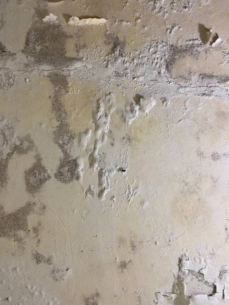 Best Certified Mold Removal  in Fairwood, MD